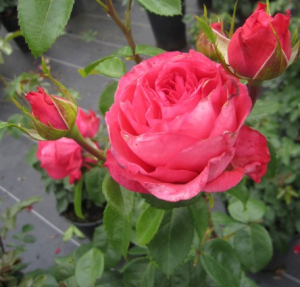 Hochstammrose Cherry Lady 1